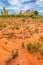 Wild Desert Flowers Fall Foliage and Wild Horse Butte Utah Lands