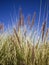 Wild desert grasses