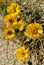 Wild Desert Marigold  Flower Blossoms  Native Plant Nature Foliage Photography