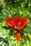 WILD Desert Pomegranate Tree Red Blooming Flower Blossoms  Plant Foliage Nature
