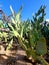 Wild Desert Prickly Pear Cactus Grove Blue Sky Scene Nature Desert Plants Photography