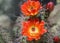 Wild desert spring bloom cactus flowers