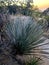 Wild Desert  Thin Leaf Needle Cactus  Plant  Foliage Nature  Vegatation  Photography