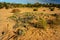 Wild desert watermelon growing in Perry Sandhills, NSW, Australia