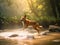 Wild Dhole Leaping Across Misty River