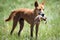 Wild dingo with bearded dragon in Sturt Desert