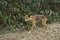 Wild dingo on Frazer Island approaching curiously