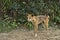 Wild dingo on Frazer Island approaching curiously