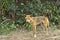 Wild dingo on Frazer Island approaching curiously