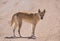 Wild Dingo in the outback desert country