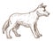 Wild dog, dingo breed isolated sketch, Australian animal