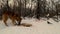 Wild dog eats animal remains lying on snow in winter forest