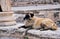 Wild dog in Ephesus