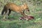 Wild dog feeding on hunted deer