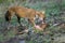 Wild dog feeding on hunted deer