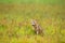 Wild dog in grass. Crab-eating fox, Cerdocyon thous, forest fox, wood fox or Maikong. Wild dog in nature habitat. Face evening por