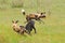 Wild Dog Hunting in Botswana, buffalo calf with predator. Wildlife scene from Africa, Moremi, Okavango delta. Animal behaviour, pa