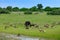 Wild Dog Hunting in Botswana, buffalo cow and calf with predator. Wildlife scene from Africa, Moremi, Okavango delta. Animal