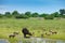 Wild Dog Hunting in Botswana, buffalo cow and calf with predator. Wildlife scene from Africa, Moremi, Okavango delta. Animal behav