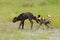Wild Dog Hunting in Botswana, buffalo cow and calf with predator. Wildlife scene from Africa, Moremi, Okavango delta. Animal behav