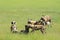 Wild Dog Hunting in Botswana, buffalo cow and calf with predator. Wildlife scene from Africa, Moremi, Okavango delta. Animal behav