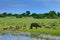 Wild Dog Hunting in Botswana, buffalo cow and calf with predator. Wildlife scene from Africa, Moremi, Okavango delta. Animal behav