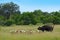 Wild Dog Hunting in Botswana, buffalo cow with predator. Wildlife scene from Africa, Moremi, Okavango delta. Animal behaviour, pac