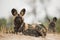 Wild Dog (Lycaon pictus) lying down