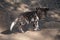 Wild dog pups painted wolves by their den site