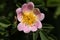 A wild Dog Rose flower, Rosa canina, growing in the countryside in the UK.
