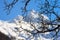 Wild dog rose on snowy Kardyvach mountain peak under blue sky background. Scenic sunnyc autumn landscape. Sochi, Russia, Caucasus