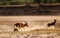 Wild Dogs attacking a puku with dust flying and some motion blur in south Luangwa national Park