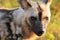 Wild Dogs closeup