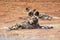 Wild dogs having rest at chobe