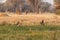 Wild Dogs hunting desperate impala