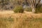 Wild Dogs hunting desperate impala