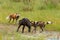 Wild Dogs hunting in Zambia, buffalo calf with predators. Wildlife scene from Africa. Animal behaviour, pack pride of African wild