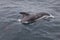 Wild dolphin near peninsula valdes