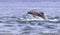 Wild dolphin in playful mood while hunting