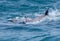 Wild dolphins mating off a tropical island paradise in Queensland, Australia