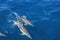 Wild dolphins playing in the ocean and speeding up