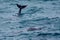 Wild dolphins playing off a tropical island paradise in Queensland, Australia