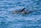 Wild dolphins surfing together off a tropical island paradise in Queensland, Australia