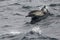 Wild Dolphins Swimming Near the Channel Islands