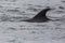 Wild Dolphins Swimming Near the Channel Islands