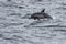 Wild Dolphins Swimming Near the Channel Islands