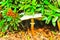 Wild, dome mushroom growing under tropical bushes at a residence in a tropical gated community