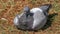 Wild domestic pigeon sitting in the midday sun