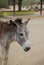 Wild Donkey in the Aruban Donkey Sanctuary