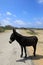 Wild Donkey on Bonaire